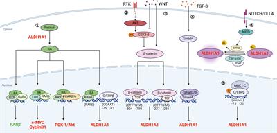 Targeting aldehyde dehydrogenase for prostate cancer therapies